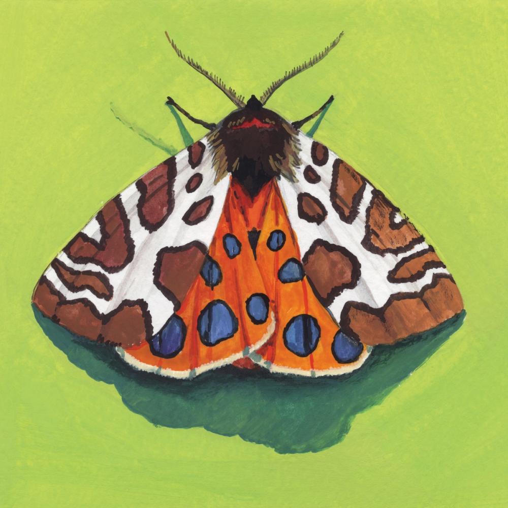 Tiger Moth