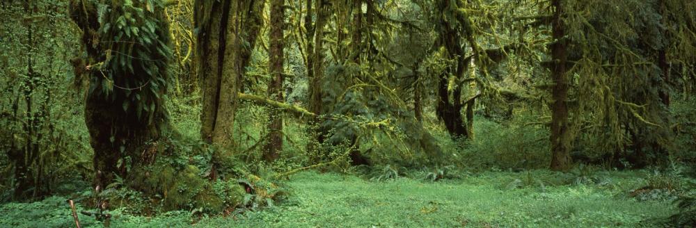 Hoh Rain Forest, Washington State