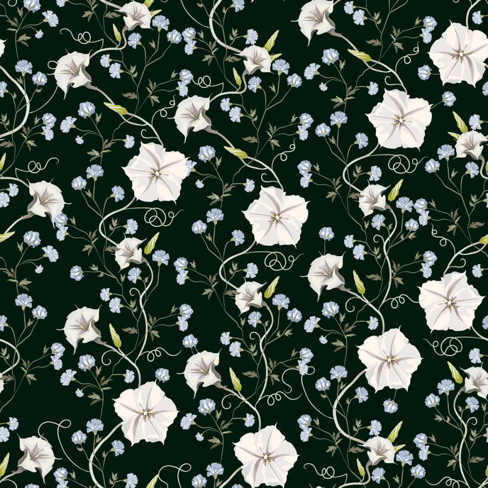 Trailing Morning Glory, Dark Green