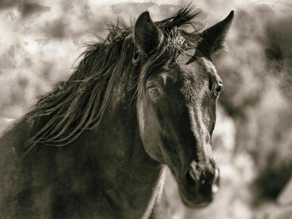 A Horse Called Utah Sepia