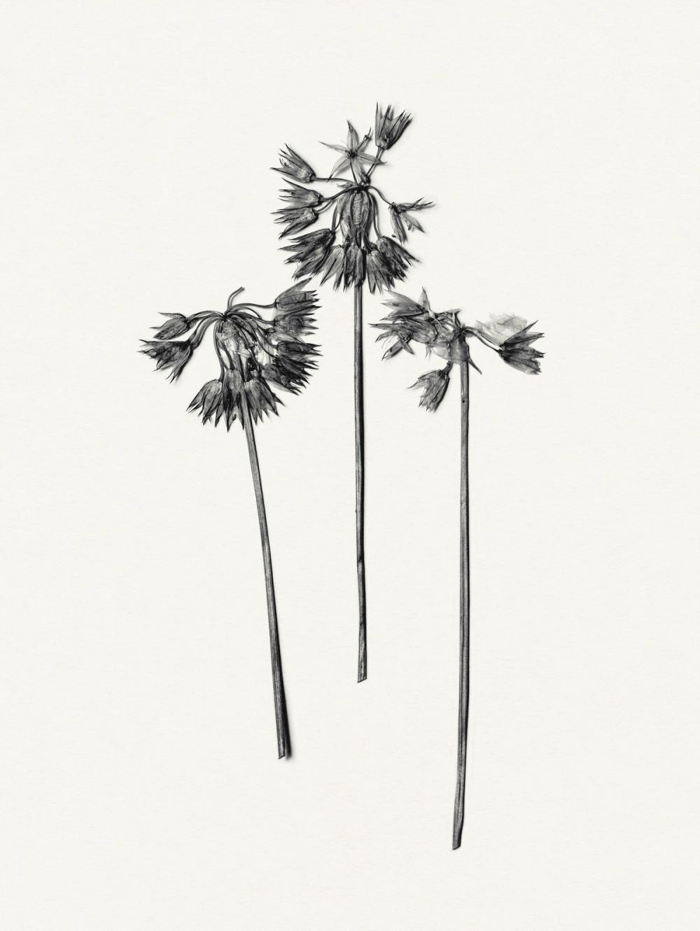 Field Journal Entry V