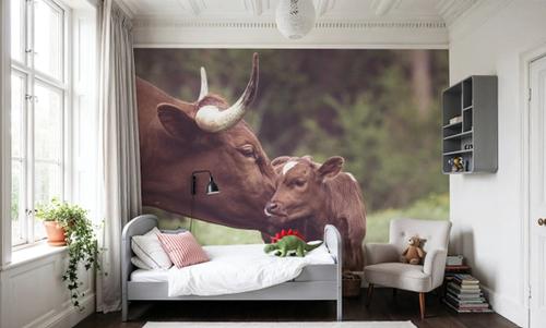 Longhorn Kiss