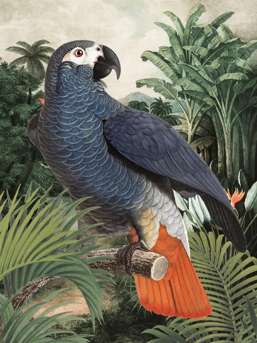Jungle Parrot I