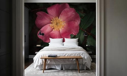 Wild Rose I