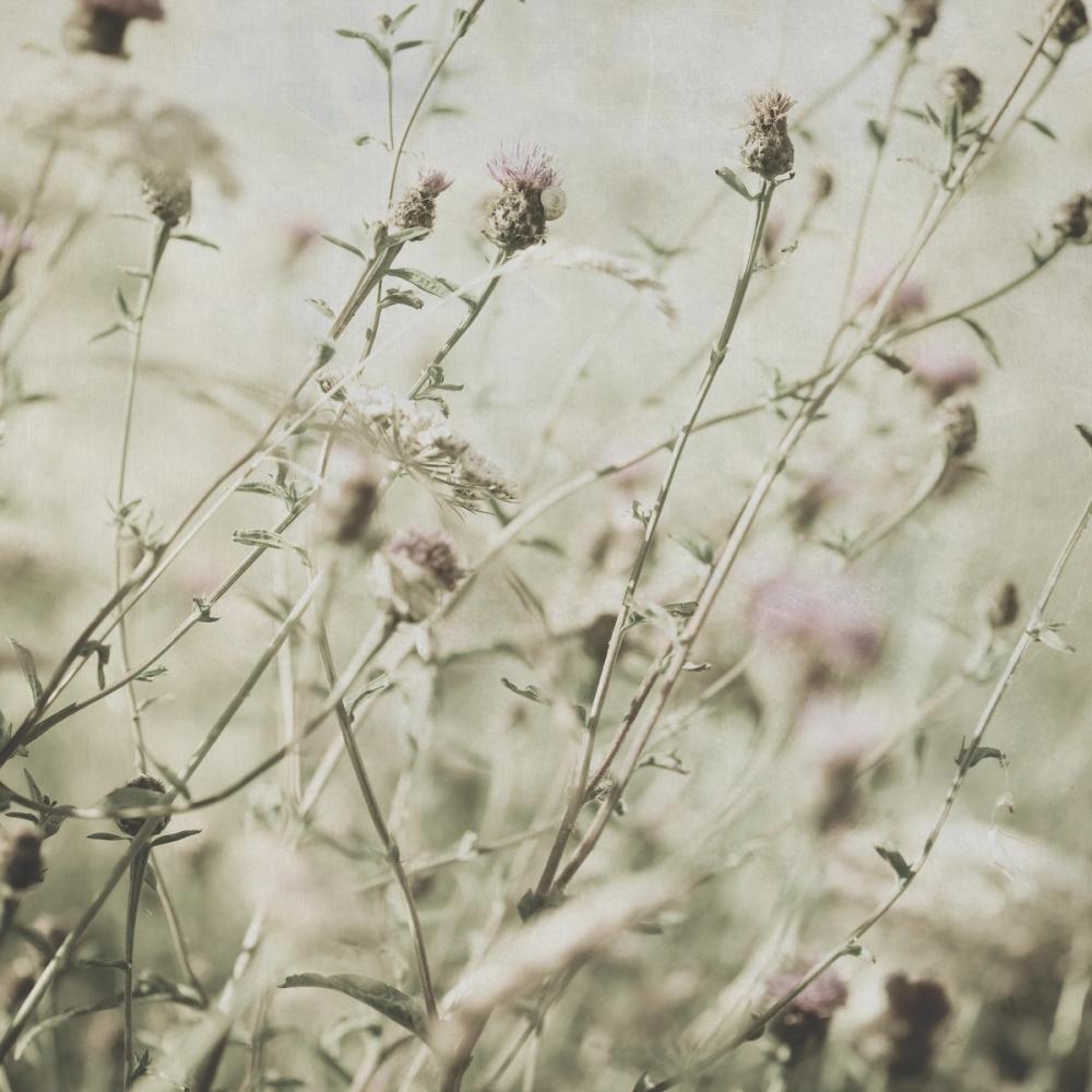 Wild Flowers II Clean