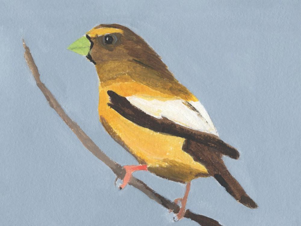 Evening Grosbeak