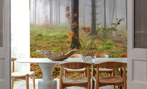 Foggy Forest