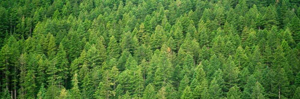 Evergreen Forest in Washintong State