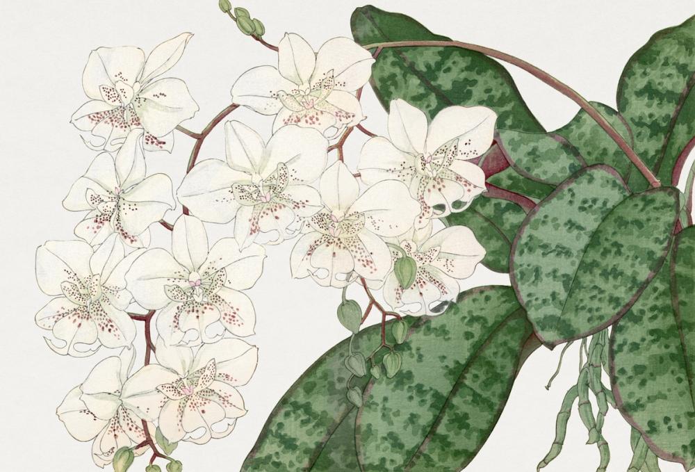 Tanigami Moth Orchid