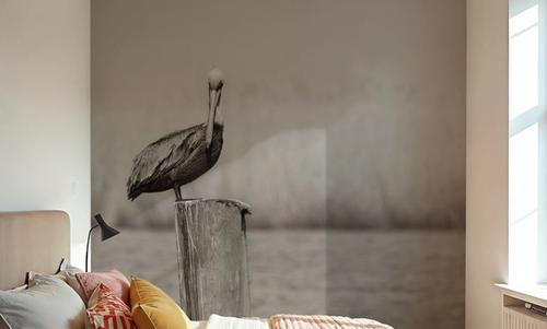 Pelican Stories