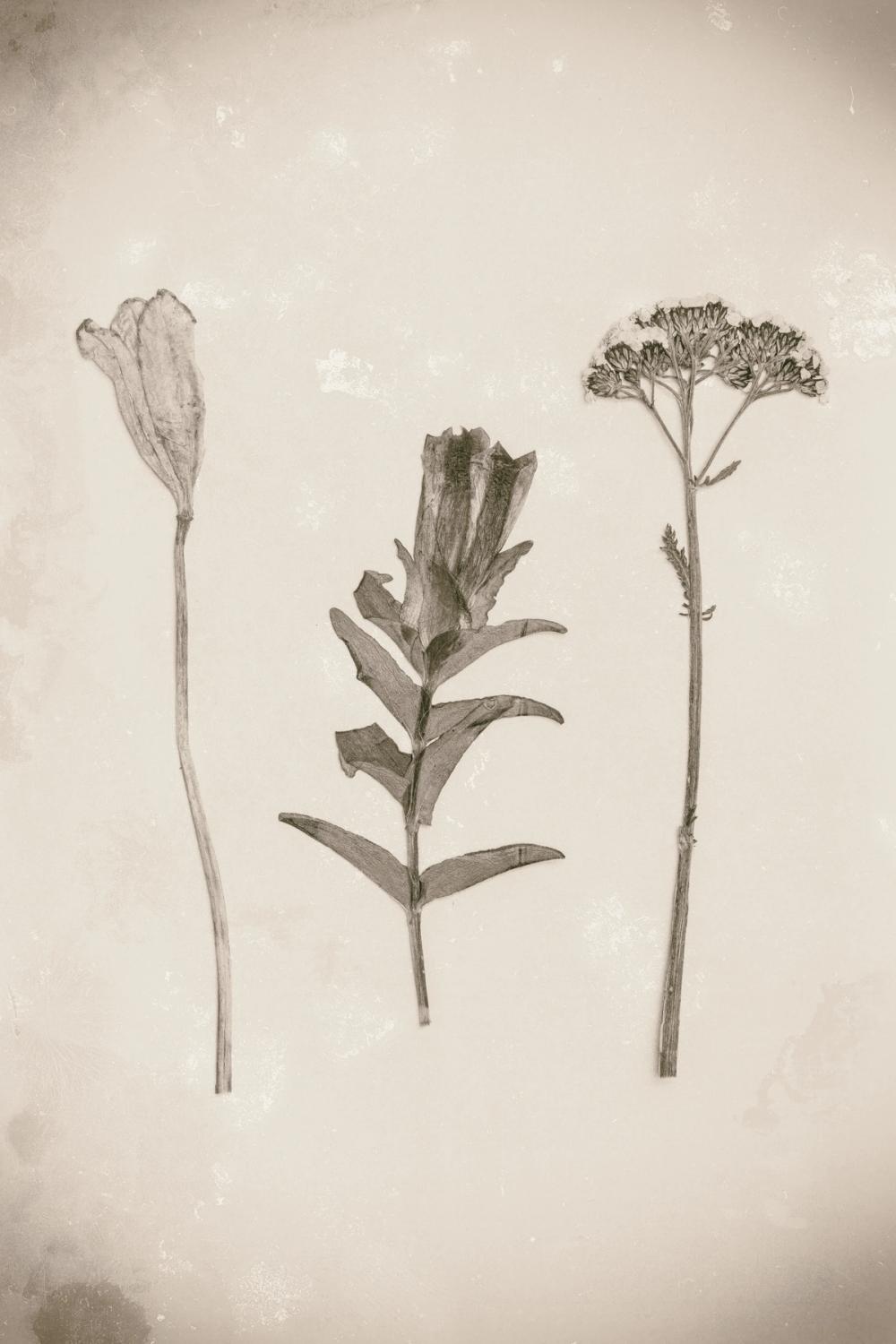 Wildflower Journal Vintage X