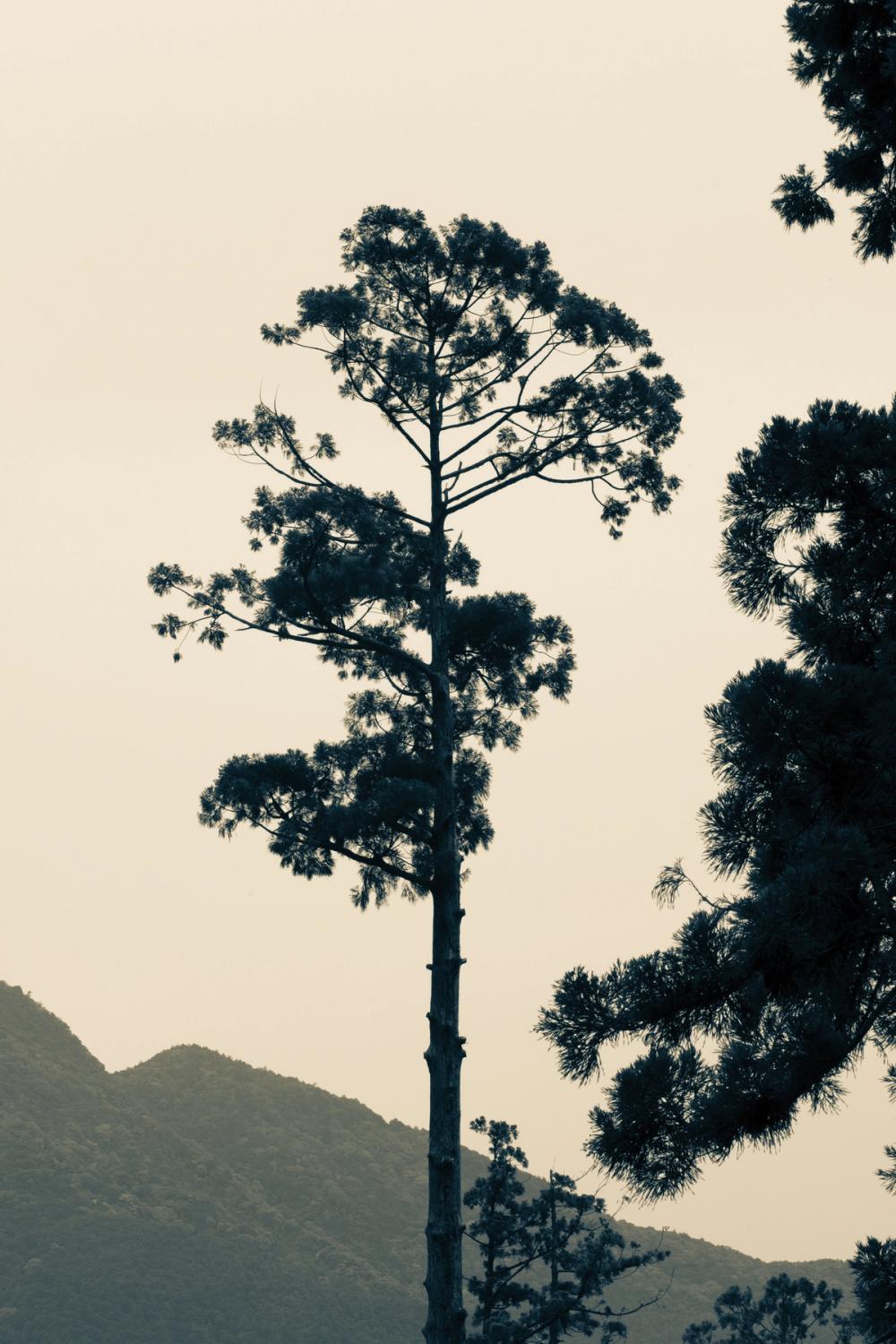 Lone Tree Japan