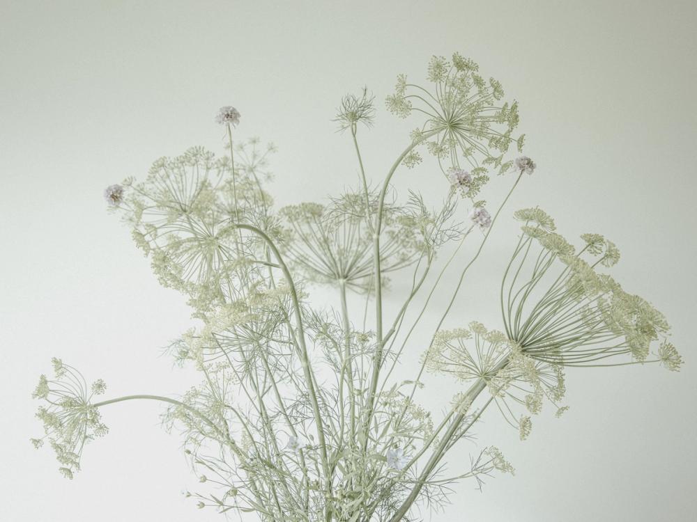 A Delicate Touch of Nature