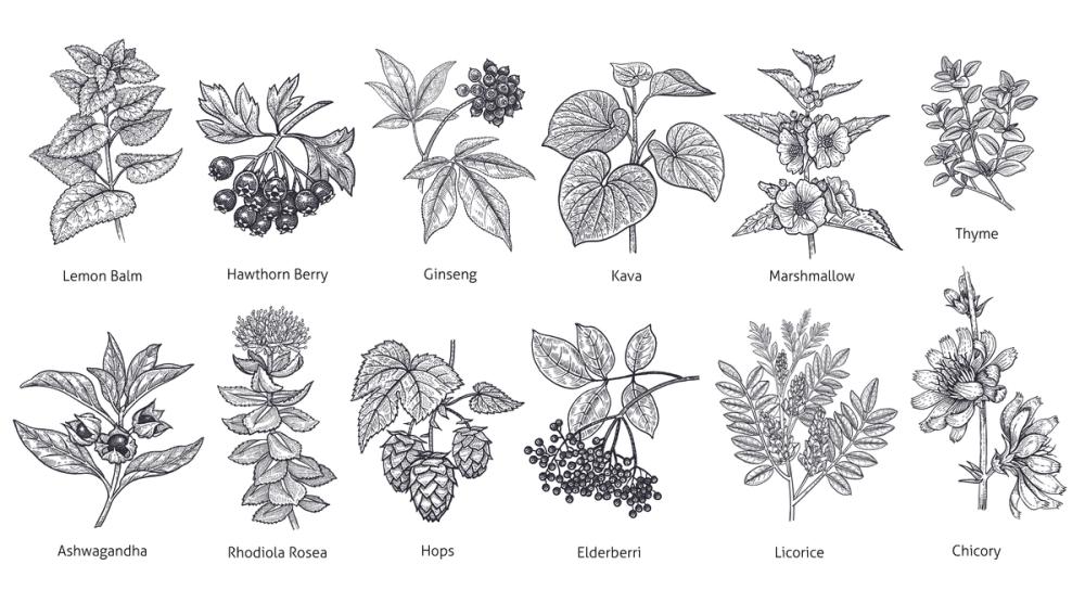 Map of Berries