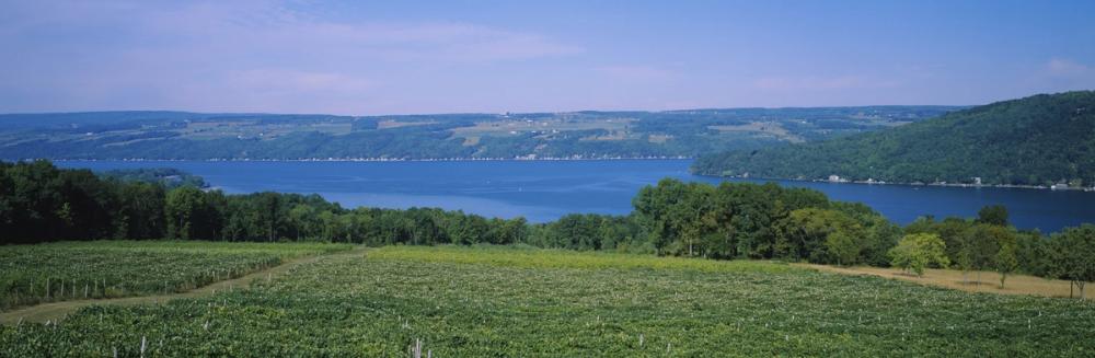 Vineyard Lakeside Serenity