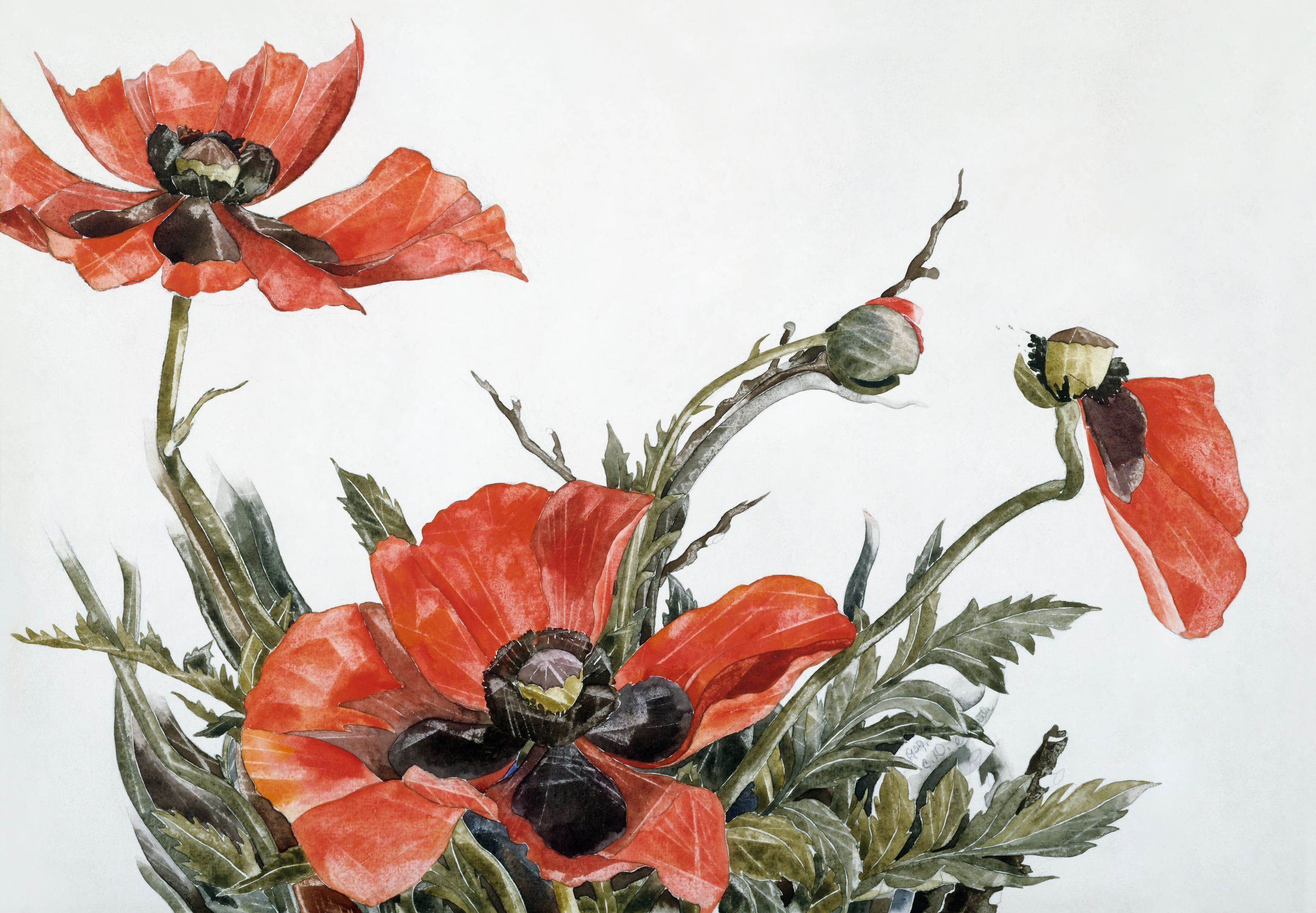 Red Poppies