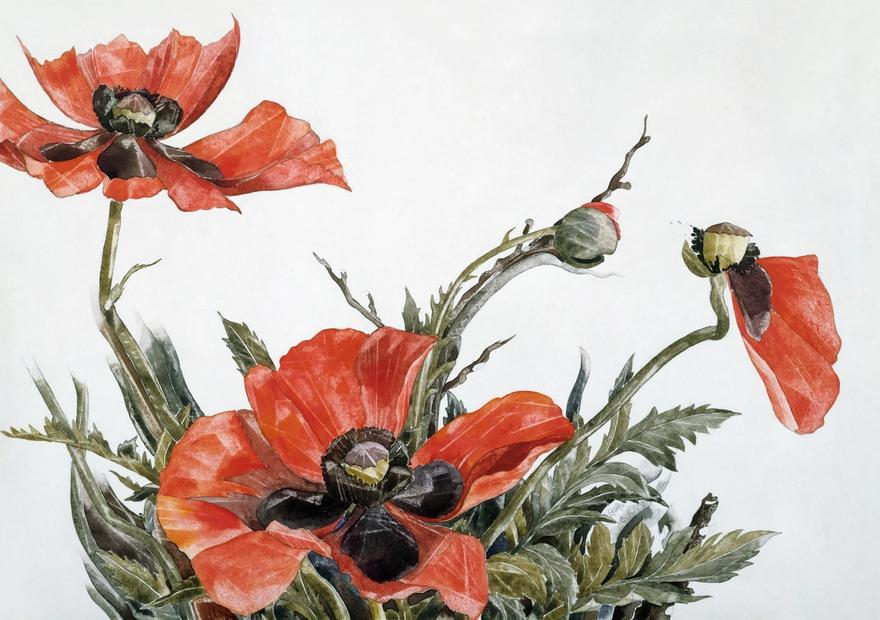 Red Poppies