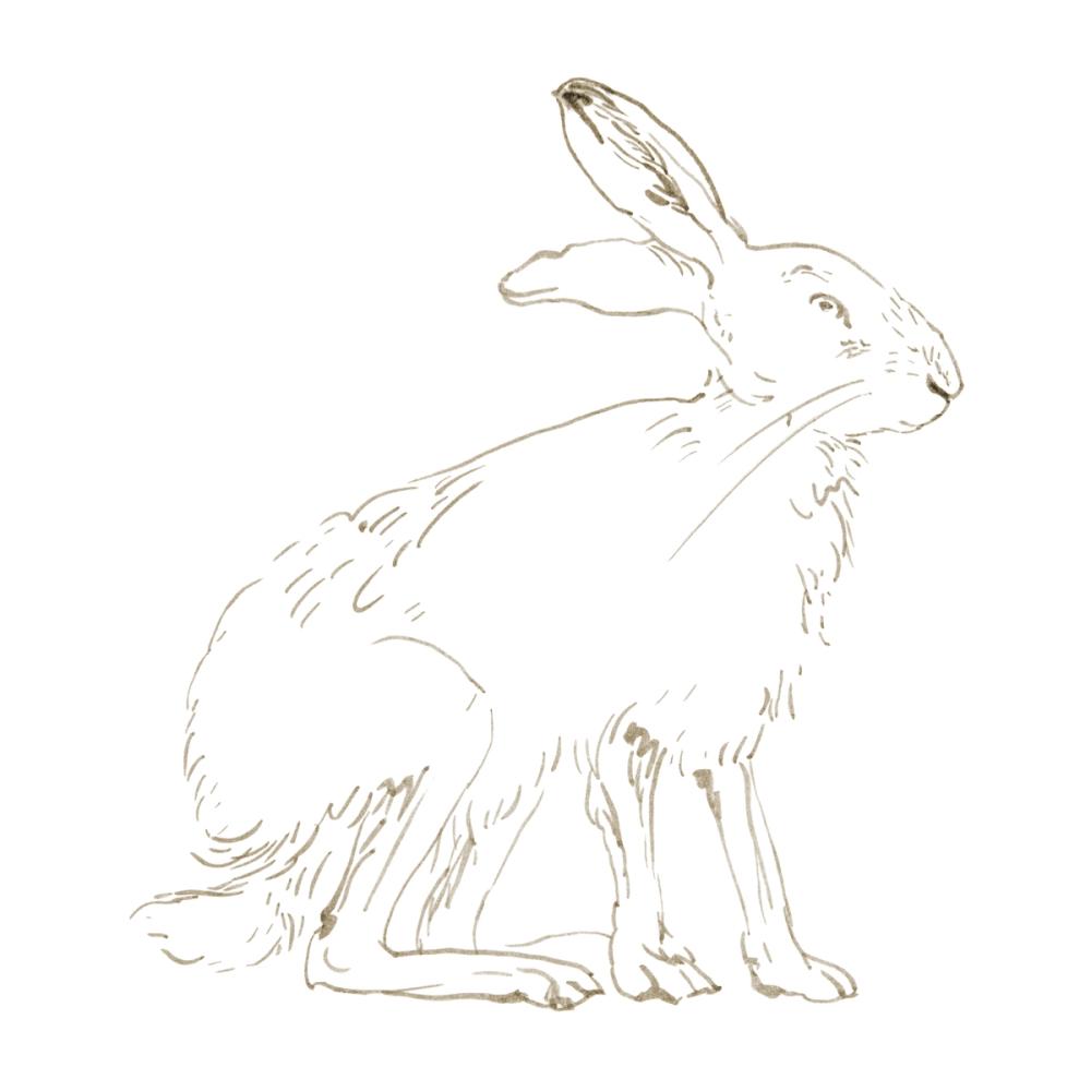 Country Hare