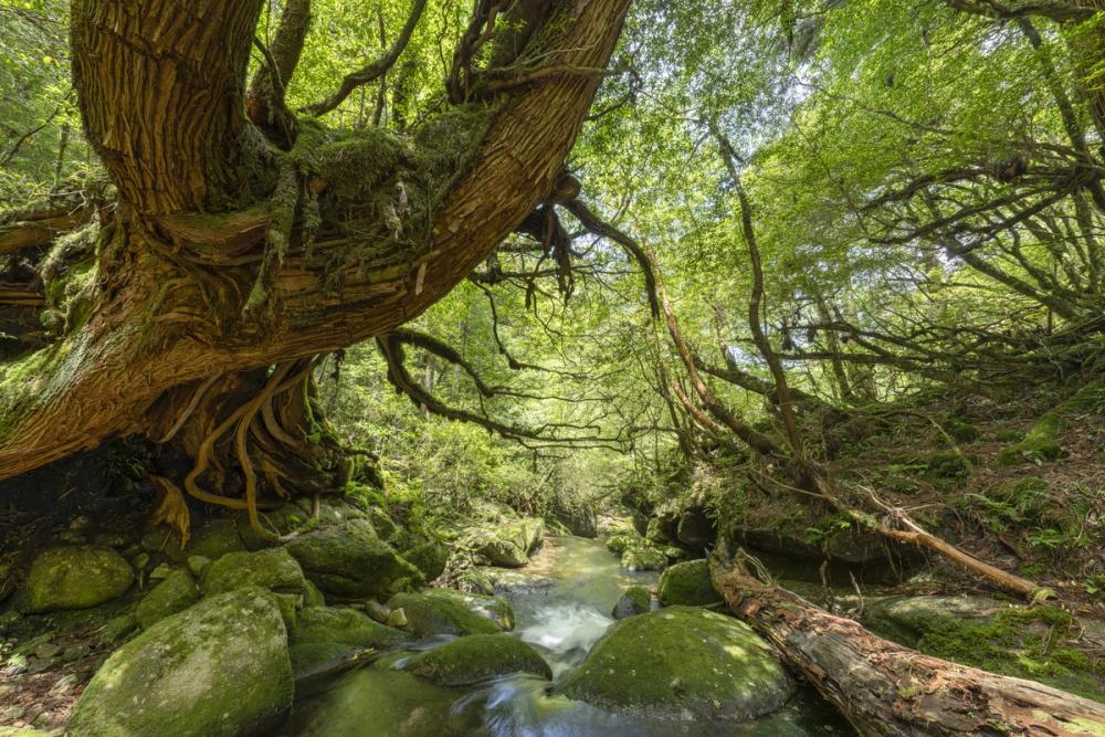 Shiratani Unsuikyo Valley Stream