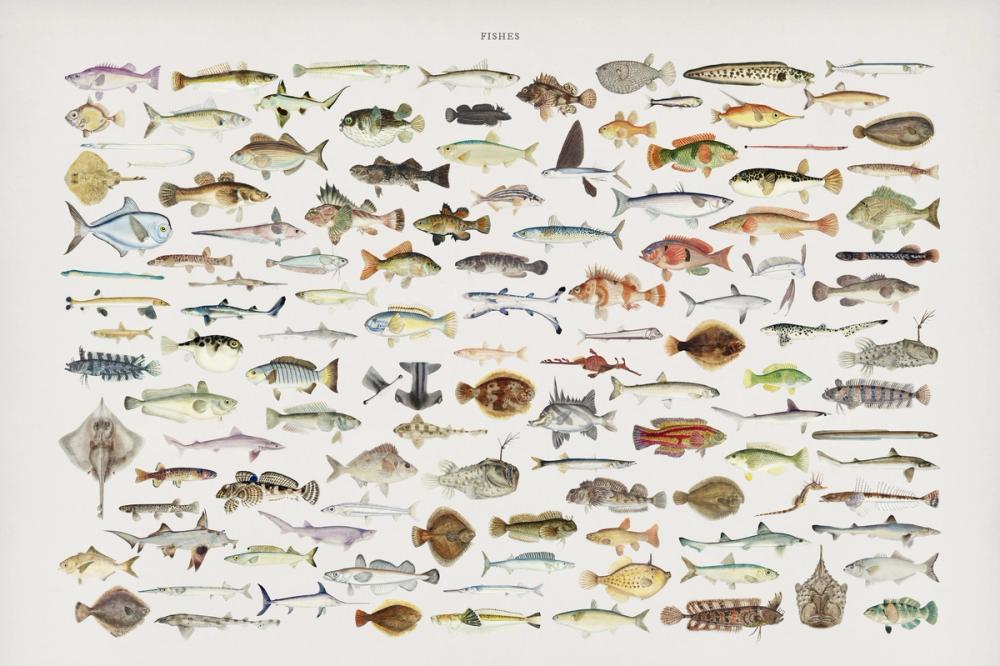 Southern Pacific Fishes Chart