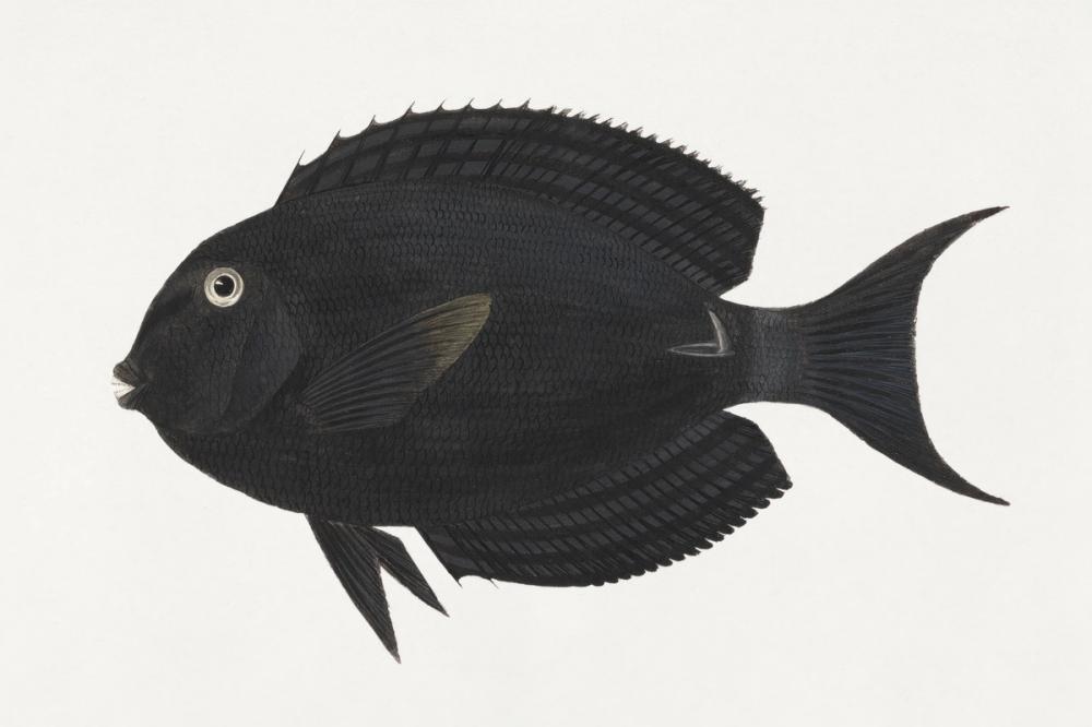 Black Surgeonfish