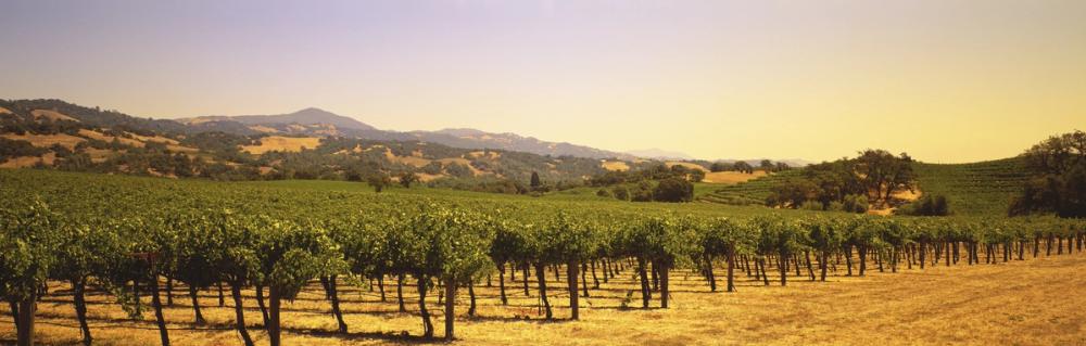 Golden Vineyard Vista