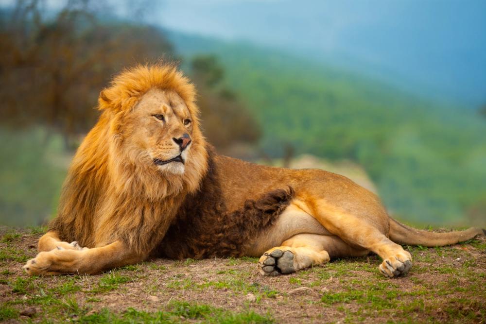 Lion Rest