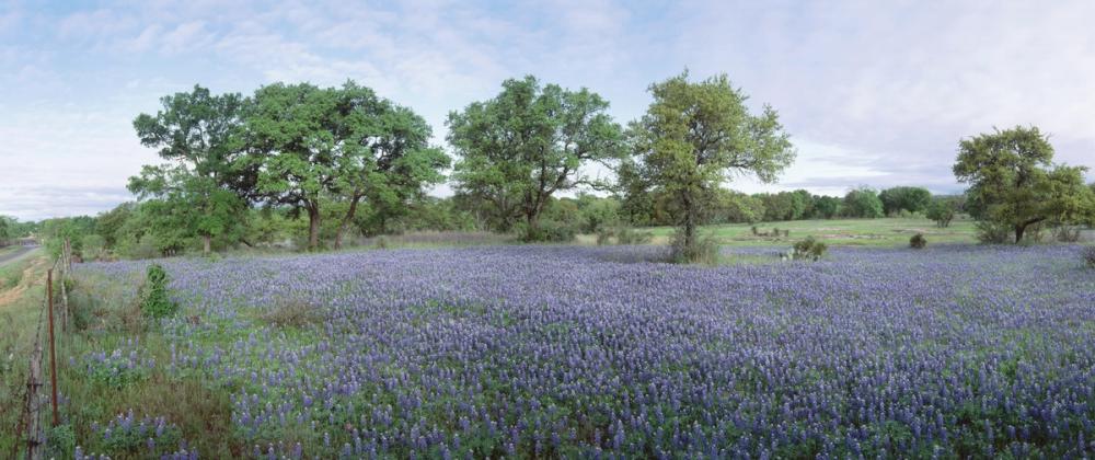 Texas Bluebonnet Paradise
