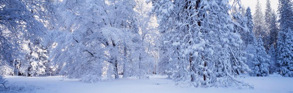 Snow-Laden Forest