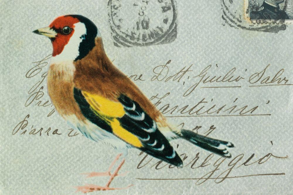 Goldfinch