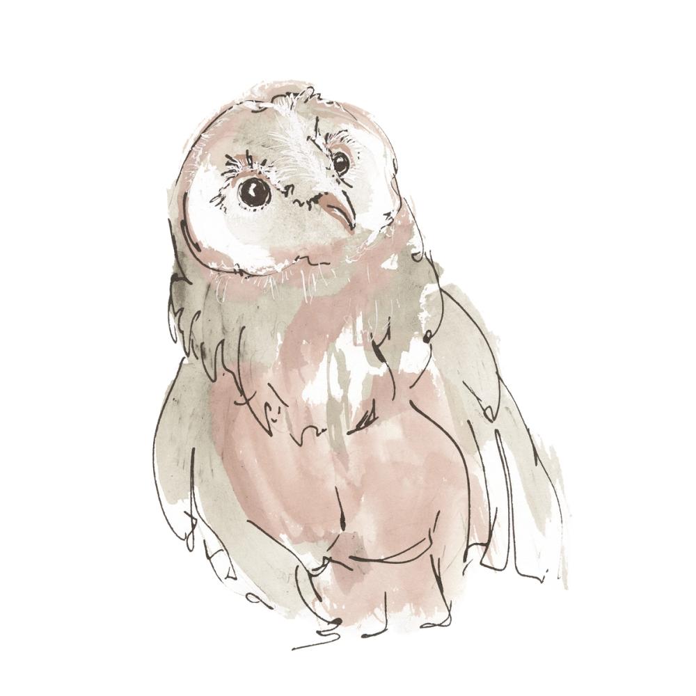 Barn Owl V Honeybloom