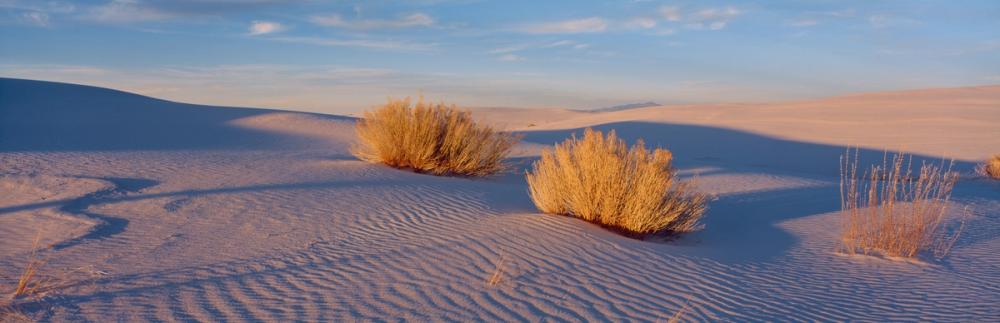 Golden Dune Shadows