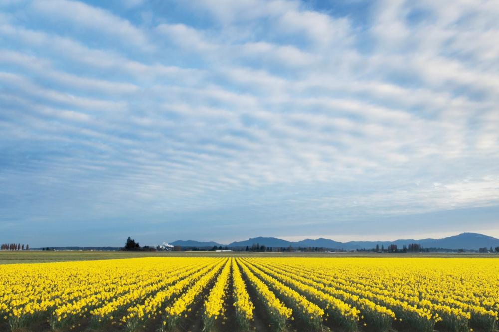 Skagit Valley Daffodils