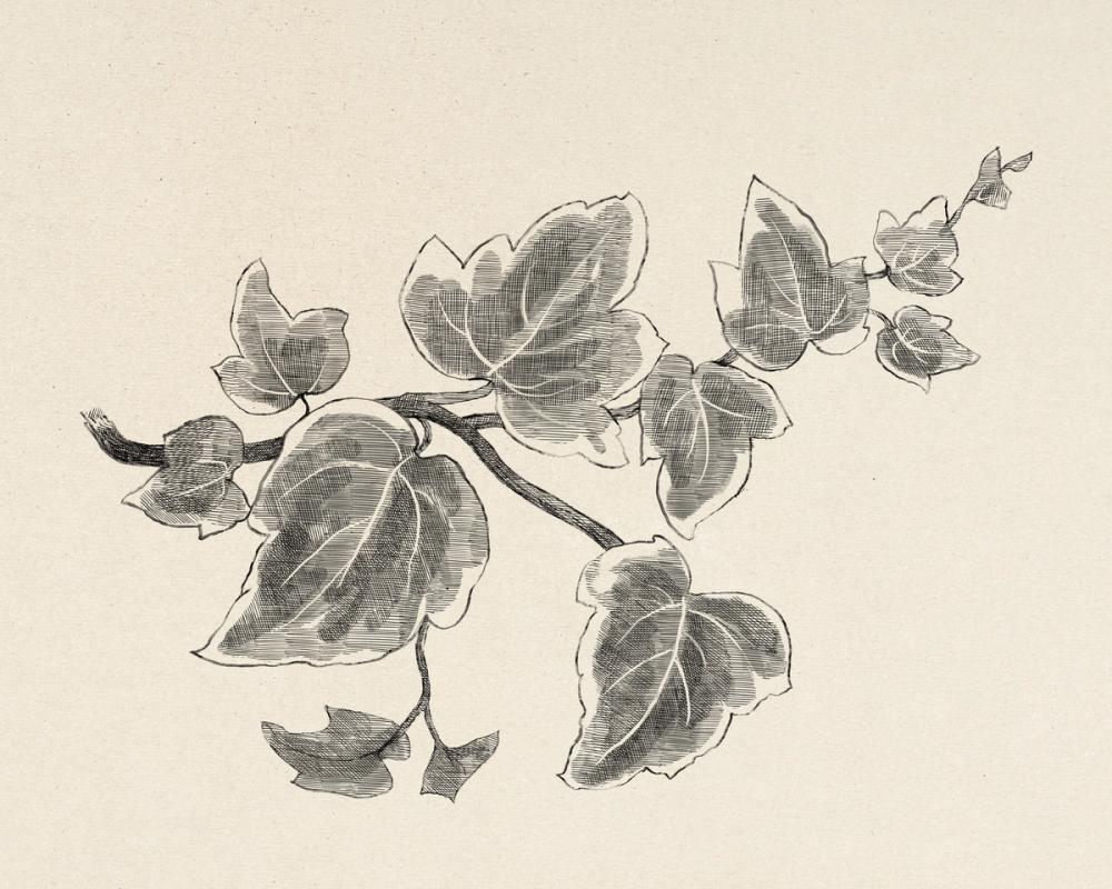 Climbing Ivy