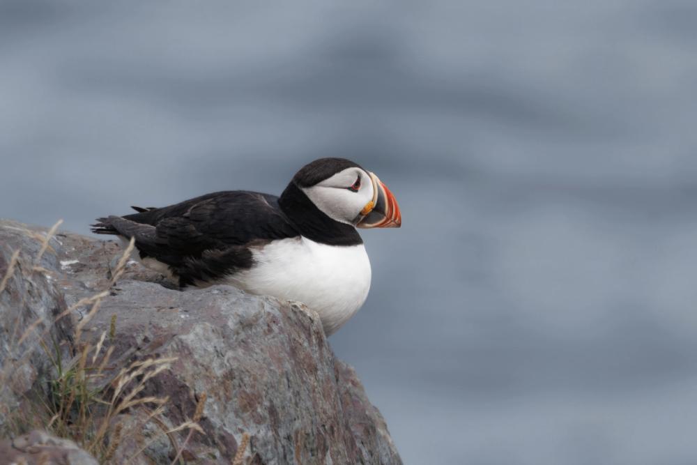 Atlantic Puffin Resting