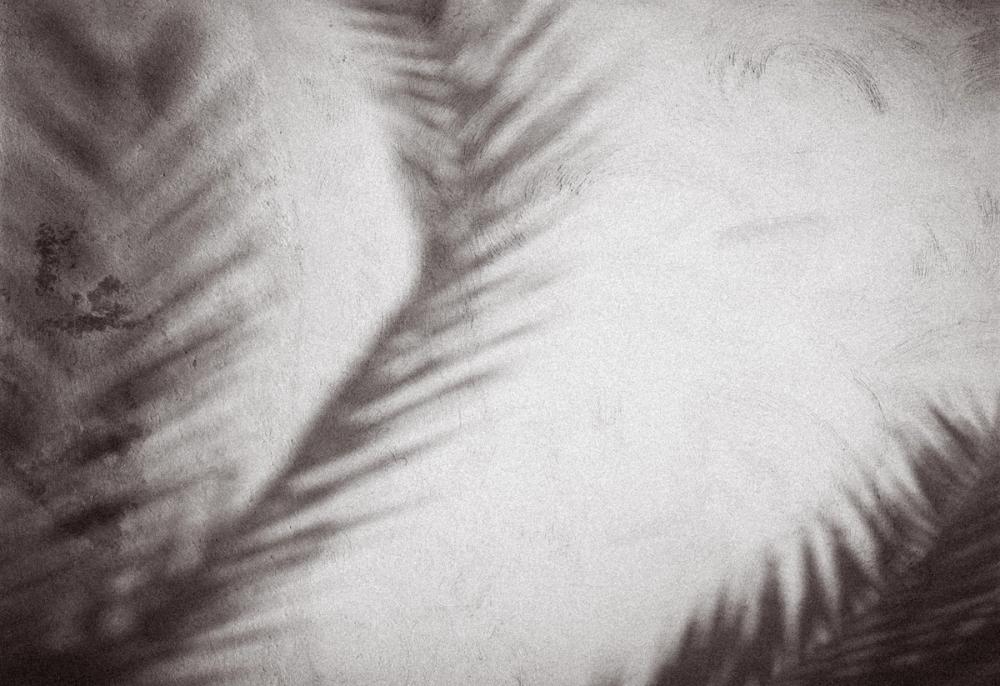Palm Shadow Afternoon I