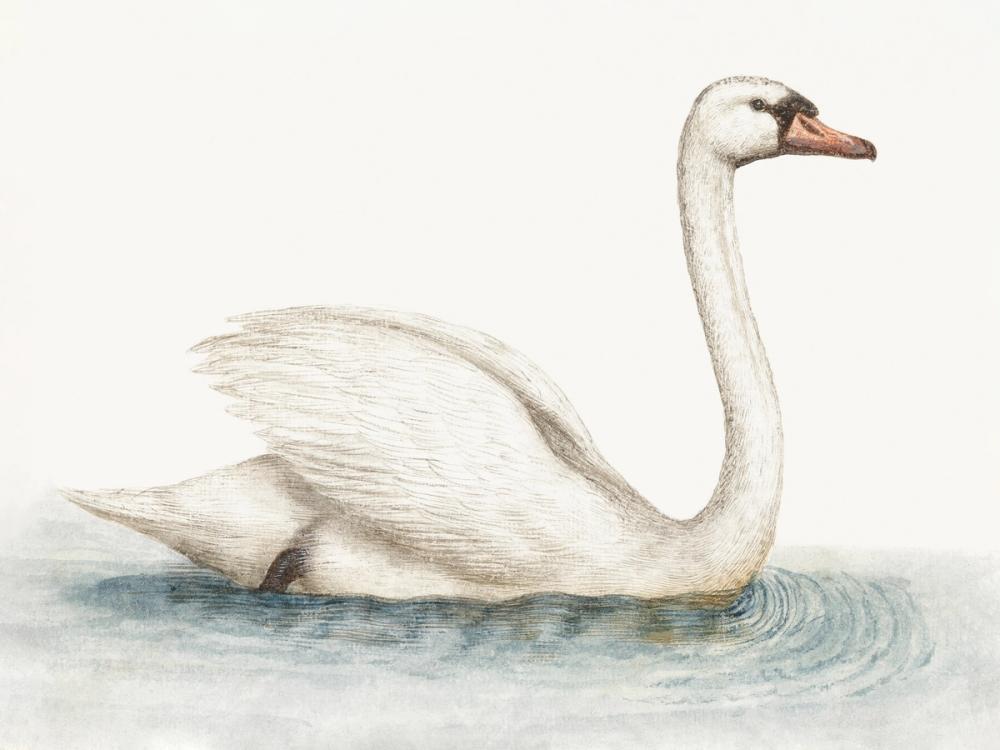 Swimming Swan