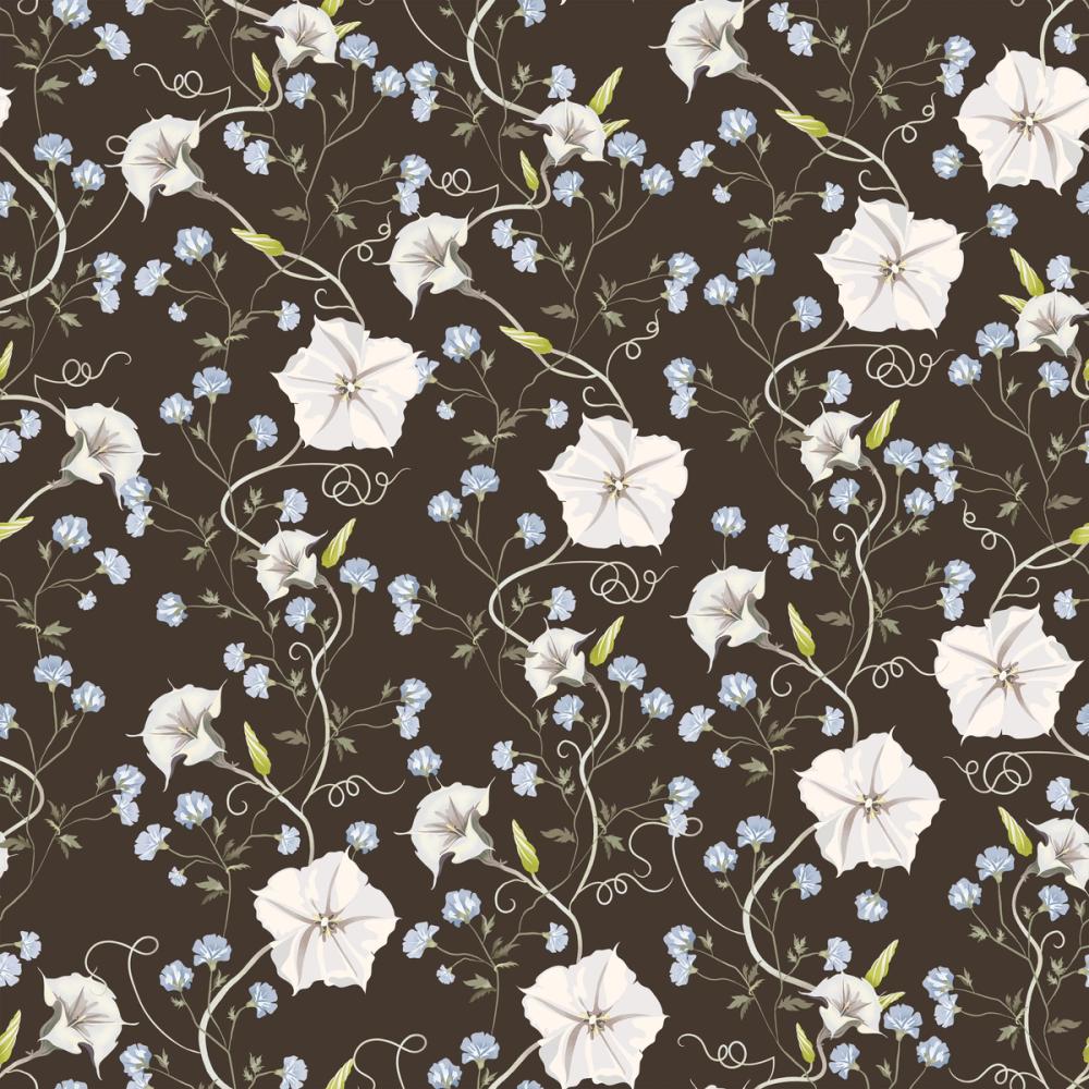 Trailing Morning Glory, Walnut