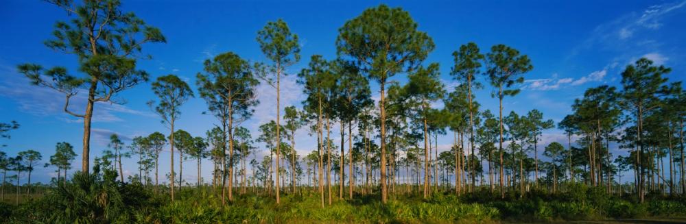 Everglades Tress in Daylight