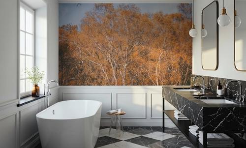 Amber Birch Woods