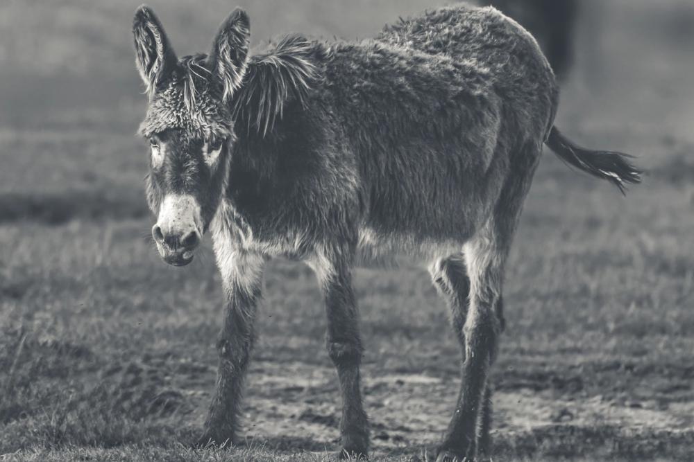 Donkey Summer III BW