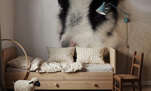 Pippa the Goat IV