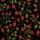 Rosehips, Coral on Liquorice
