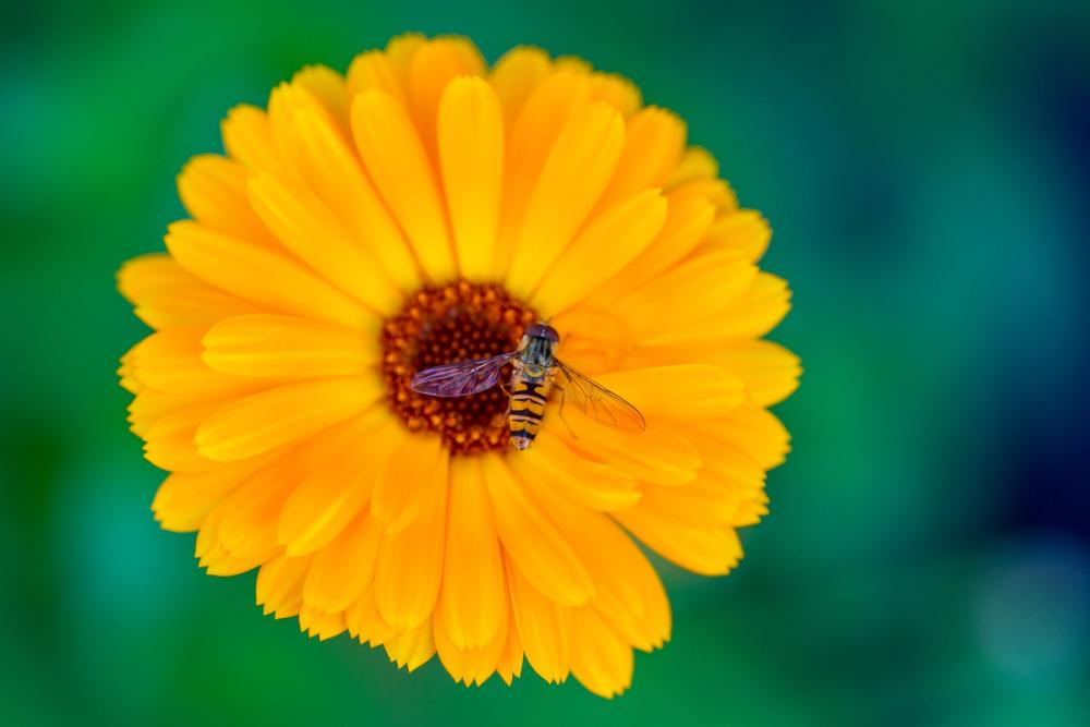 Marigold Nectar