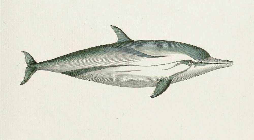 Striped Dolphin