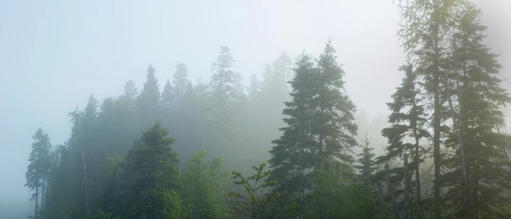 Canadian Fog
