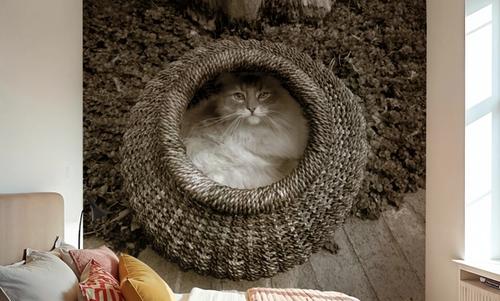 Cat In The Basket