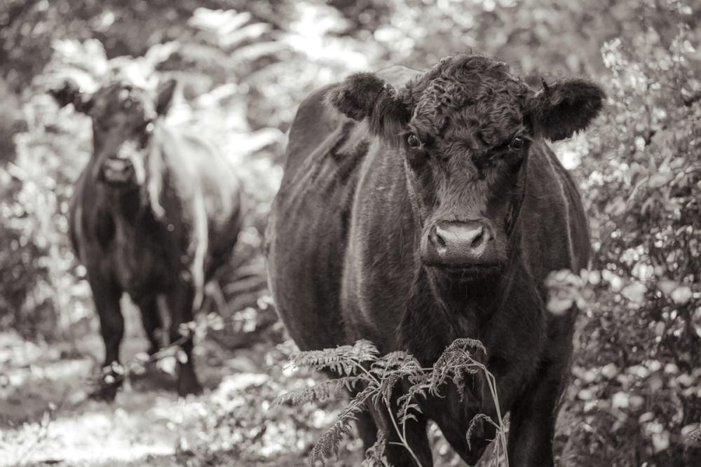 Dartmoor Cattle