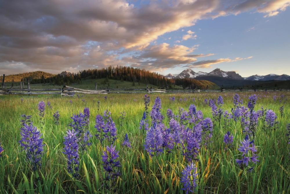 Camas Meadows in Idaho