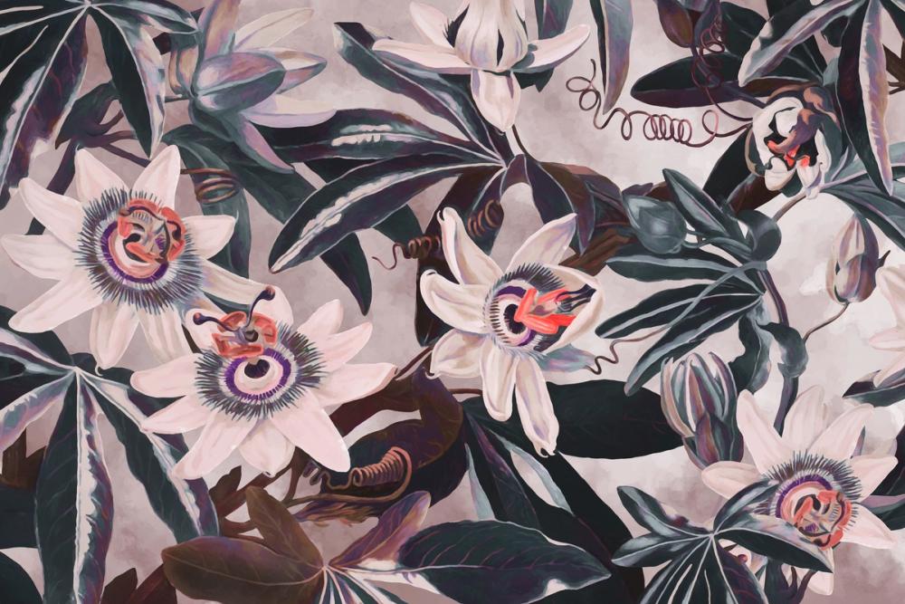 White Passiflora Reddish Purple